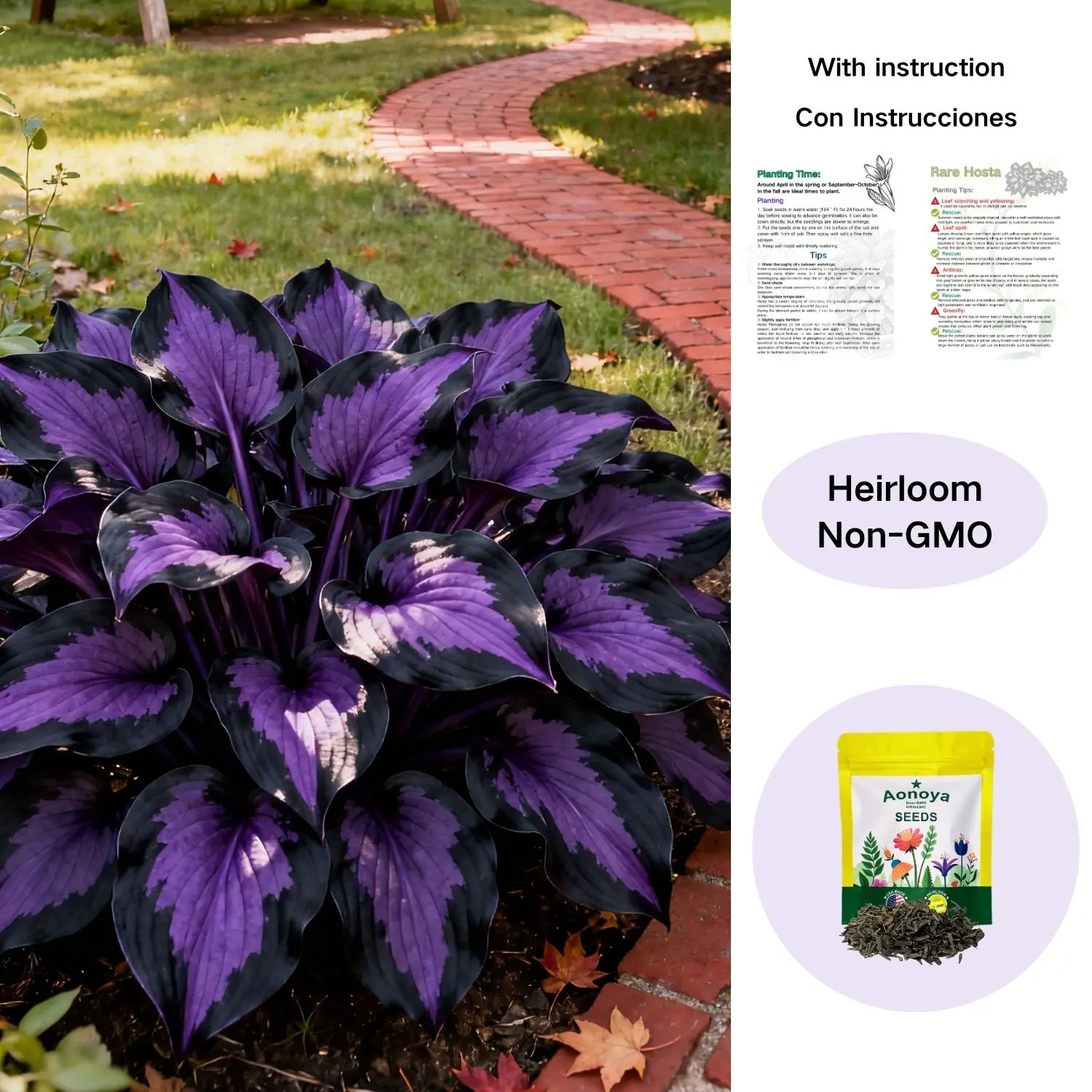Hosta Seeds Perennial Shade Plant for Garden and Yard Non-GMO USA Made with Instructions for Easy Care and Versatile Growth
