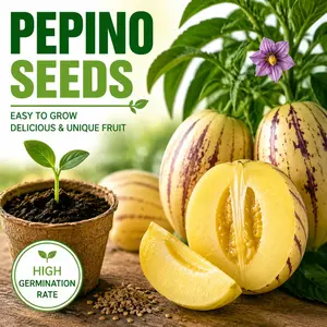 100 Non-GMO Pepino Melon Seeds for Planting - Exotic Sweet Fruit Seeds, Fast-Growing, Ideal for Home Gardens & Patios, Outdoor Cultivation Garden Supplies