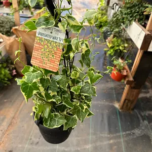 6” pot Senecio wax ivy succulent