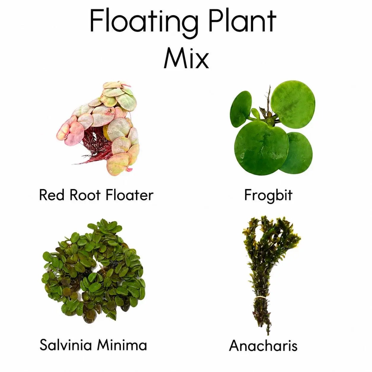 Floating Plant Variety Pack