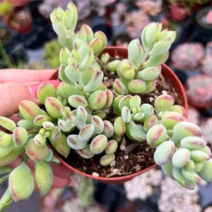Cotyledon Pendens