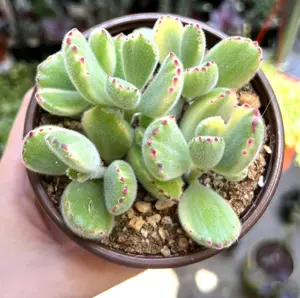 Live Variegated Bear’s Paw Plant - Potted Small Succulent -  Cotyledon Tomentosa - 4 Inch Pot