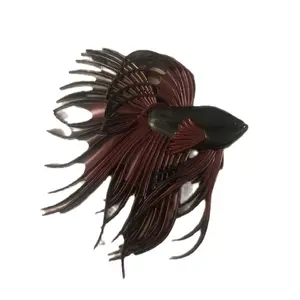 Resin Betta Fish-Juciy Franklin with Red Tail and Black Body Ornamental Fish decor
