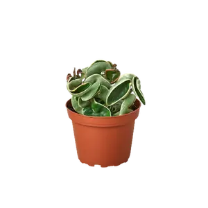 Hoya Rope Variegated (Hoya Carnosa Variegata) Twisted Leaves 4" Pot