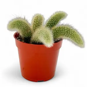 Monkey Tail Cactus, 4inch Pot, Flowering Cactus, Soft non-poke, Low maintenance, Hanging Cactus