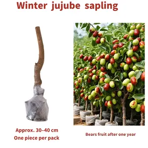 Easy Winter Jujube Tree Plant for Beginners – Home Garden, Patio, or Indoor Container Friendly – Fruiting Jujube Seedling for Sweet and Nutritious Fruit