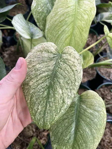 rare monstera plants Monstera Deliciosa Aurea Highly Variegated main image 1