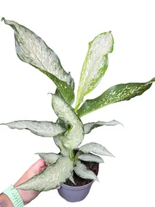6" Dieffenbachia Memoria Corsi, Live Houseplant, Indoor Plant