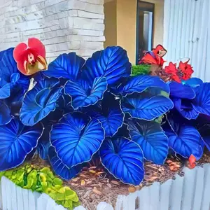 Beginner Friendly Garden Seeds – 800PCS Hosta Seeds