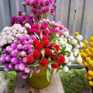 Globe Amaranth Gomphrena Globosa Seeds Mixed Colors Amaranthus Flower Bachelor Button Heirloom