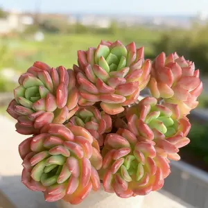 Echeveria ‘Fanta  “Live Succulent Cutie – Easy-Care Single  for Beginners | Charming Gift & Holiday Decor for Home or Garden” Pet Friendly Plants houseplant pot