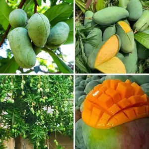 3pcs Mango Tree Seeds for Planting – Fast-Growing Tropical Fruit Seeds – Indoor/Outdoor Garden