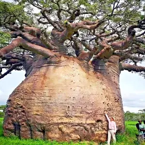 5 Baobab Seeds Adansonia digitata Tree of Life Rare Monkey Bread Bonsai Plant