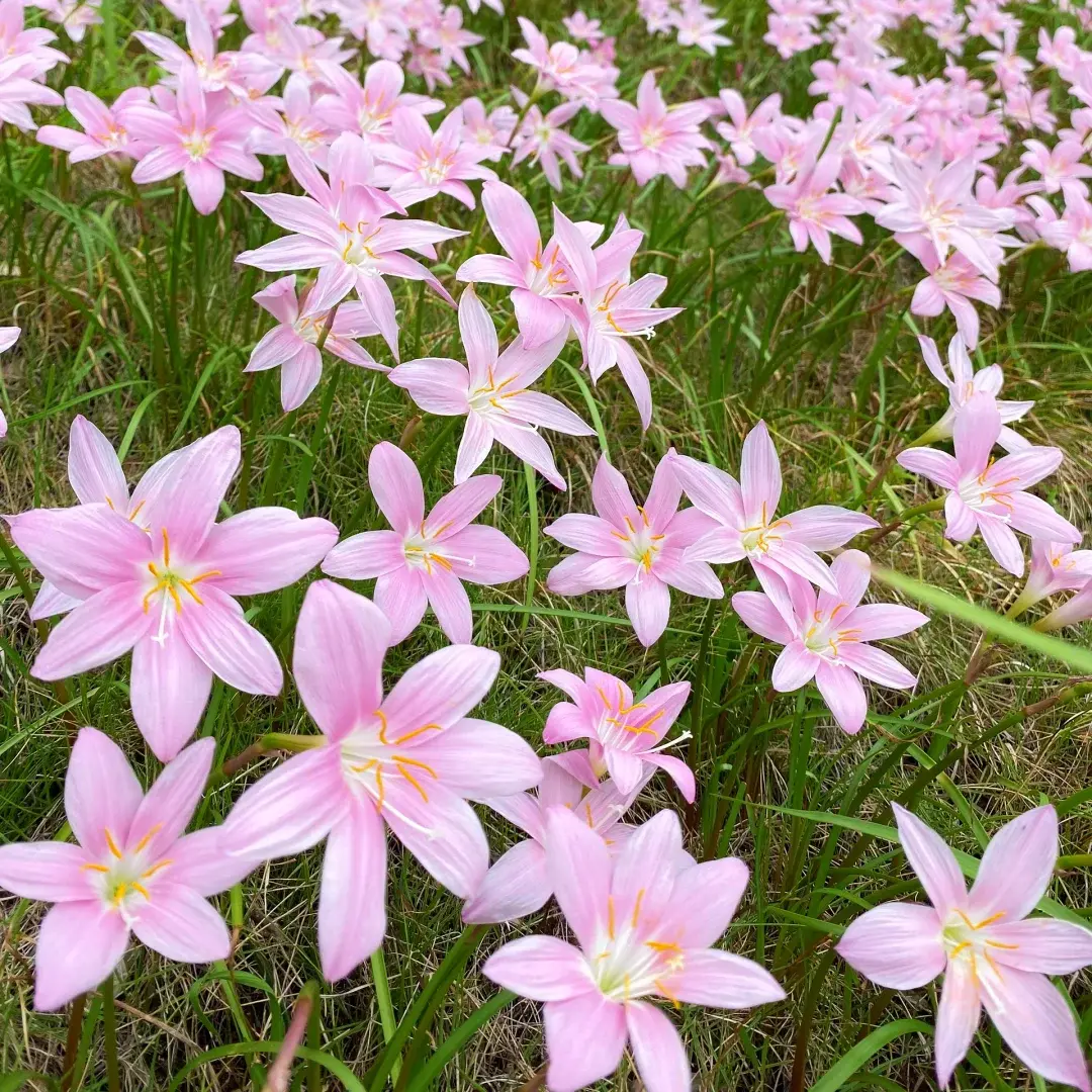 Multiplying First Love Rain Lily Bulbs Low Maintenance Bloom