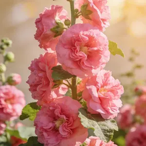 Hollyhock Flower Seeds – Easy Grow Ornamental Plant for Home Garden, Suitable for Backyard Beds, Patio Pots, Beginner Gardeners