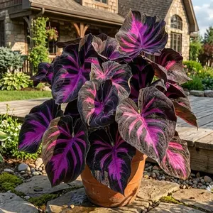 200pcs Black Purple Hosta Seeds Perennials with Deep Foliage Easy to Grow for Bold Garden all Season Striking Contrast Foliage Perfect for Shady Areas Vibrant Blooms