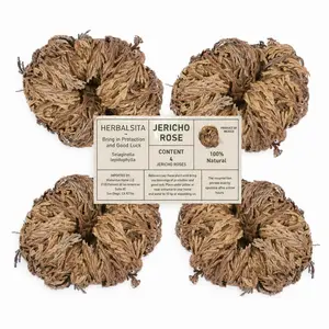 Herbalsita Jericho Rose (2"-3.5") (SIZES MAY VARY) Resurrection Plant Natural Spiritual Decor Growth Renewal Symbol for Home & Spiritual Space