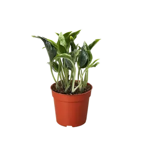 Pothos 'Shangri La'