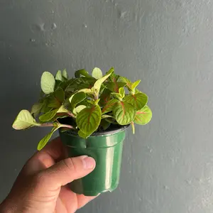 Red & Green ‘neon’  Nerve 4 Inch Pot