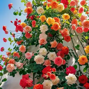 200 seeds planting roses seeds climbing vines roses keep blooming climbing wall garden indoor flowers