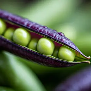 CZ GRAIN Purple Pod Pea Seeds for Planting - 15 Rare Heirloom Non-GMO Seeds - Early Harvest Green Peas in Purple Pods