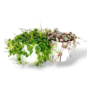 Hanging Treasure Box Variegated String Of Hearts and String Of Turtles Bundle Box, 4 Inch Pots, Bundle Box, Hanging Succulent