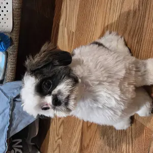 Eye Wipes for Dogs & Cats, HICC PET Hypoallergenic Dog Eye Wipes Cleaner, Natural Cleaning Grooming Pet Wipes Gently Remove Tear Stain, Eye Debris, Discharge, Mucus, Non-Irritating, Unscent, 100 PCS Large  Pet Grooming Eye#petlife