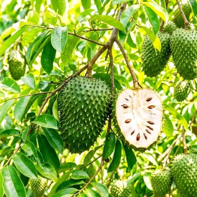 D-R-D Soursop Leaves "7 G"