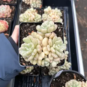 Echeveria ‘Bey’ Cluster (around 4'')- Bare Root Succulents - Terra Tales