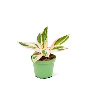 Stromanthe 'Triostar', Small