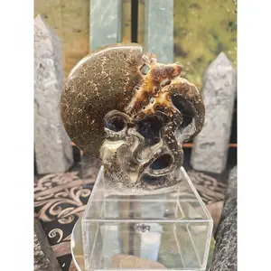 Natural Ammonite Fossil with Tentacle Suture Pattern - Polished Collectible Shell from Madagascar for Display, 1.33 lbs