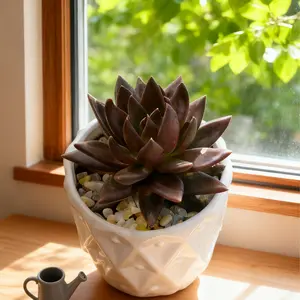 Echeveria ‘Black Knight’  Black Spiky Succulent | Rare Dark Variety | Easy-Care | Beginner Friendly | Ships from USA” Pet Hanging Spider Plants houseplant pot