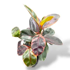 Ficus Ruby, 6 Inch Pot, Huge Live Plant, Beginner Friendly