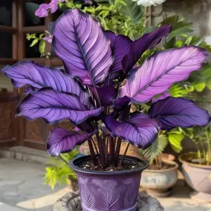 800Pcs Hosta Seeds – Boost Your Garden with Lush, Full Foliage