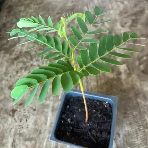 a Tamarind live plant in a 4'' pot /seedings