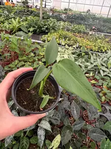 monstera Burle Marx flame 4” pot ( ALL PLANTS require you to purchase 2 plants)