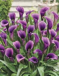 Purple Sensation Calla Lily Bulbs Purple Sensation Calla Lily Bulbs