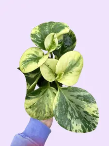 4"  Peperomia obtusifolia 'Marble' - Potted Indoor Plants - Variegated Houseplant with Glossy Leaves & Compact Size for Small Spaces