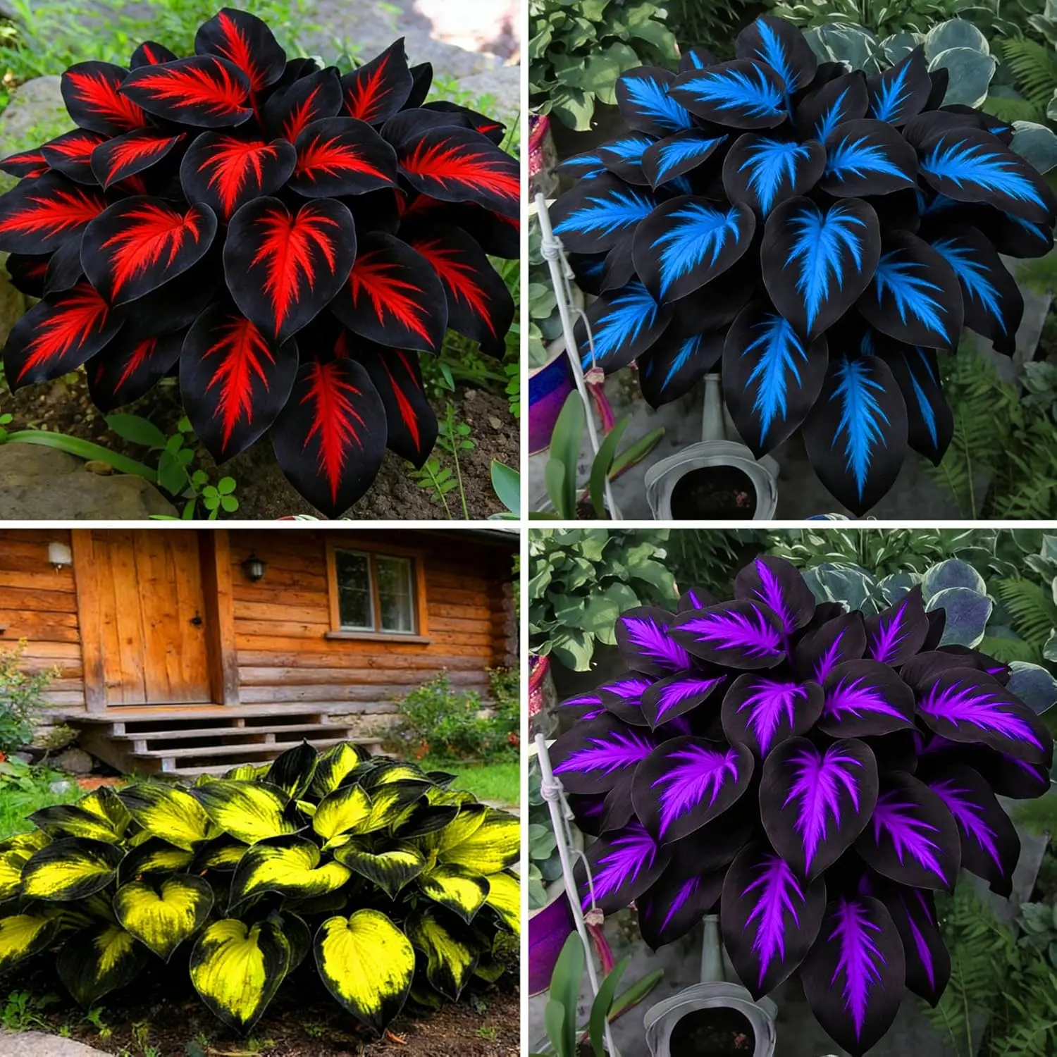 200+ Hosta Seeds - Rare Perennial Flower Seeds for Shade Gardens, Long Blooming Plants for Ground Cover & Containers, Ideal for Shaded Pathways and Borders