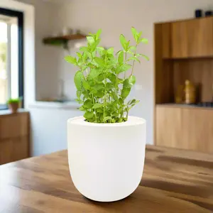 Mint Hydroponic Kit
