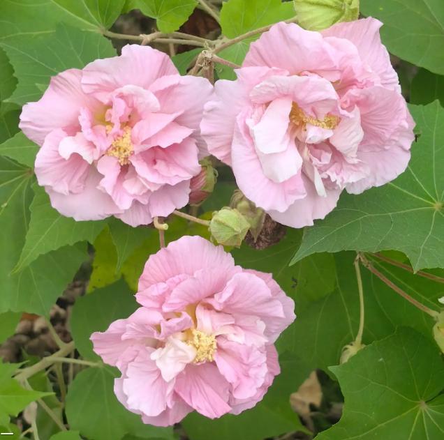 Confederate Rose Seeds Non-GMO – Easy-to-Grow Hibiscus mutabilis, Color-Changing Flowers, Balcony & Garden Ornamental Shrub, Beginner-Friendly, Stunning Blooms