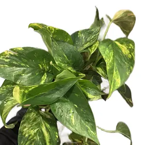 6in Golden Pothos – Beginner Friendly Indoor Plant