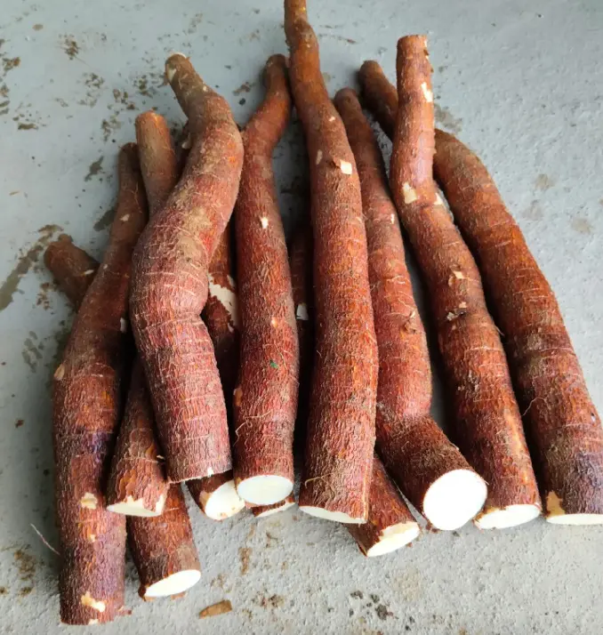 Cassava Seeds for Planting – Non-GMO High Yield Seeds, Easy to Grow Perennial Tropical Root Vegetable Seeds for Home Garden & Farm