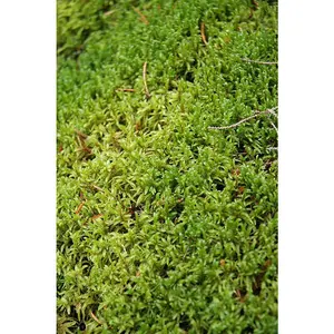 Live Sphagnum Moss for Terrariums Enclosures - Soft Fluffy Texture Ideal for Humidity Control, Reptile/Amphibian Environments