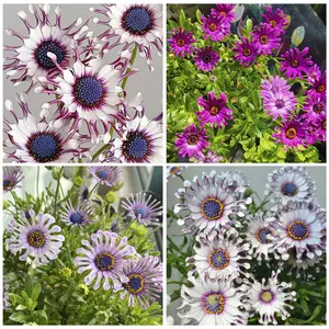1000+  Seed African Rare Daisy Perennial Flower Forplanting Outdoor-non-gmo Heirloom Gardendecoration Grow Easily