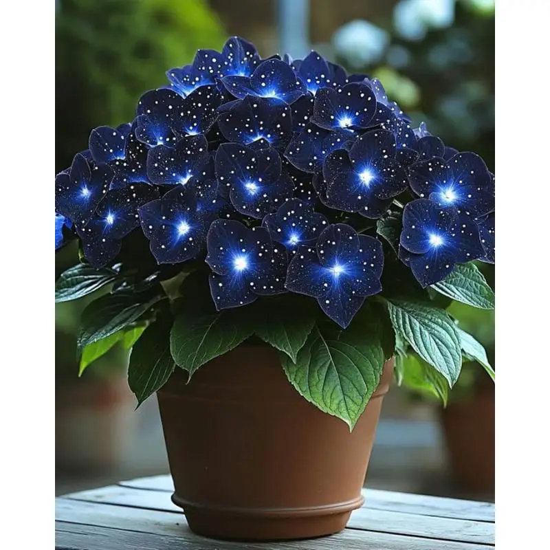 800pcs Premium Quality Seeds – Low Maintenance Shade Garden Perennials, Perfect for Landscaping, Patio Edges, and Garden Beds