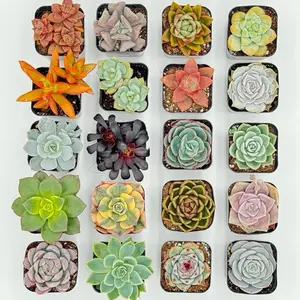 1 2inch Succulent, Growers Choice, Mini 2inch Succulent