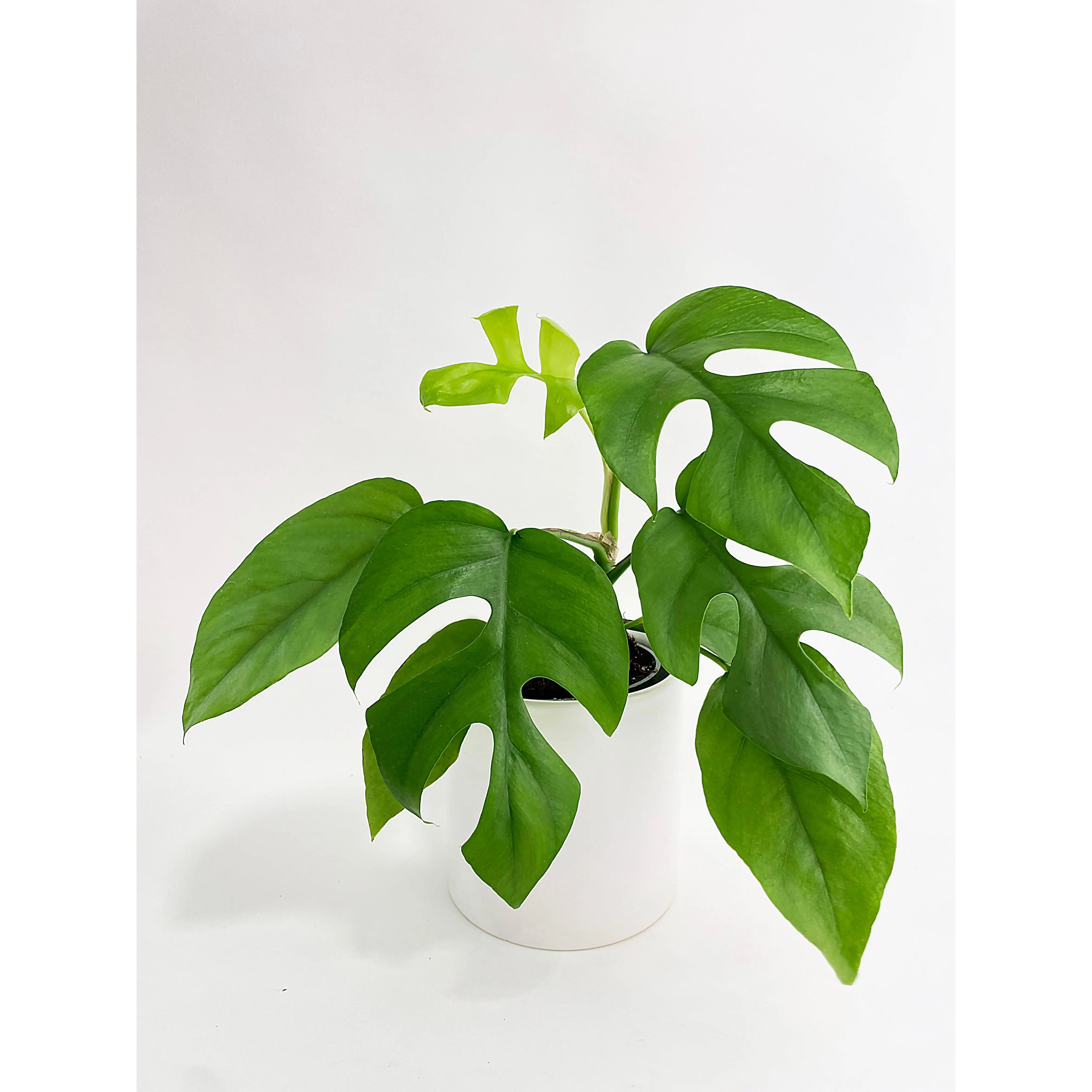 Rhaphidophora Tetrasperma Mini Monstera Ginny 4" Nursery Pot - Unique Fenestration, Thick Vines, Low to Medium Light Requirement, Well-Draining Soil