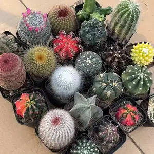 8 random cactus combinations with 8 unique varieties - low maintenance succulents for balconies and windowsills