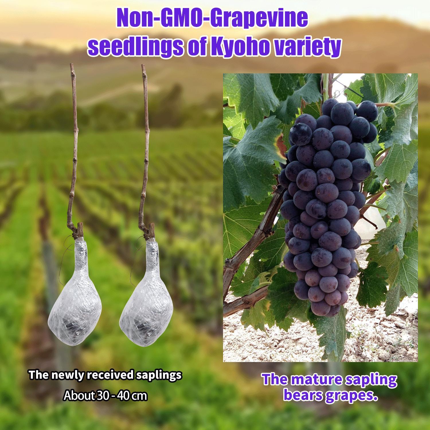 Premium Kyoho Grape Seedling – Grow Your Own Grapes at Home, Suitable for Backyard Vineyard, Patio Container